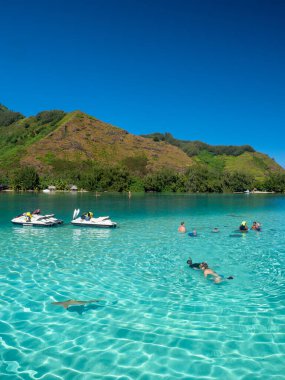 Reef sharks and stingrays swimming in blue waters of Moorea clipart