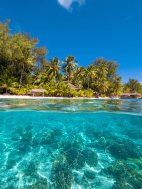 Under over photo of crystal clear waters and beachfront bungalows with palm trees in Bora Bora clipart