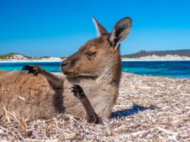 The famous kangaroos on the beach at Lucky Bay, Esperance Western Australia clipart