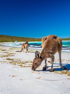 Esperance Batı Avustralya 'nın Lucky Bay sahilindeki ünlü kangurular.