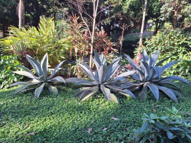 three giant exotic tropical ornamental plants in a public park in the city of Rio de Janeiro on a sunny day clipart