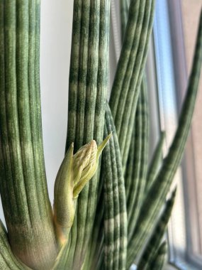 Sansevieria Suffruticosa Kokulu Çiçekle Çiçek Açmak Üzere. Sansevieria 'nın yakın plan fotoğrafları çiçek açmadan hemen önce çiçek tomurcuğunu gösteriyor. Nadir ve güzel kokulu çiçekleri ve sert ahşap yapraklarıyla tanınıyor..