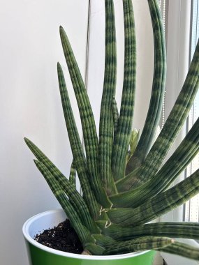 Sansevieria Suffruticosa Kokulu Çiçekle Çiçek Açmak Üzere. Sansevieria 'nın yakın plan fotoğrafları çiçek açmadan hemen önce çiçek tomurcuğunu gösteriyor. Nadir ve güzel kokulu çiçekleri ve sert ahşap yapraklarıyla tanınıyor..