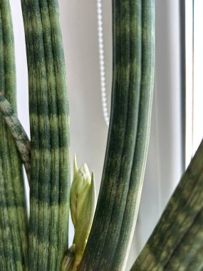 Sansevieria Suffruticosa Kokulu Çiçekle Çiçek Açmak Üzere. Sansevieria 'nın yakın plan fotoğrafları çiçek açmadan hemen önce çiçek tomurcuğunu gösteriyor. Nadir ve güzel kokulu çiçekleri ve sert ahşap yapraklarıyla tanınıyor..