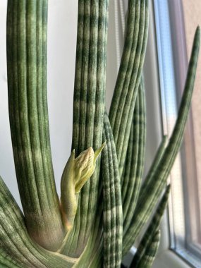 Sansevieria Suffruticosa Kokulu Çiçekle Çiçek Açmak Üzere. Sansevieria 'nın yakın plan fotoğrafları çiçek açmadan hemen önce çiçek tomurcuğunu gösteriyor. Nadir ve güzel kokulu çiçekleri ve sert ahşap yapraklarıyla tanınıyor..