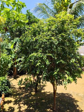 Parlak mavi bir gökyüzünün altında yemyeşil bir guava ağacı da dahil olmak üzere birkaç yeşil ağaçla dolu yoğun bir tropikal bahçe. Yaprakların arasından süzülen güneş ışığı, tropikal sükuneti yansıtan sakin bir atmosfer yaratır..