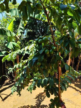 Muz ağaçlarıyla çevrili güneşli bir bahçede olgun meyvelerle dolu yemyeşil bir guava ağacı, tropik tarım bolluğu ve doğal güzelliği vurguluyor..
