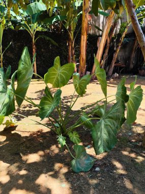 Geniş yeşil yaprakları olan canlı bir tropikal bitki güneşli bir bahçede yemyeşil yapraklarla çevrili. Parlak atmosfer dingin ve canlı bir doğal manzarayı yansıtır..