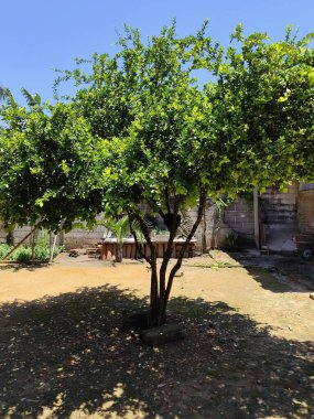 Canlı ve yemyeşil bir limon ağacı güneşli bir bahçede duruyor. Ağaç yeşil yapraklarla dolu ve yerde bir gölge bırakıyor. Mavi gökyüzü ve beton duvarlar arka planı oluşturur.
