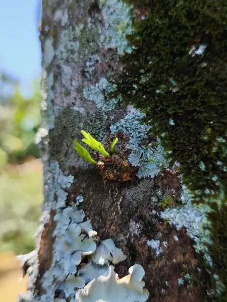 Taze yeşil filizlerle kaplı liken kabuğunu yakından görmek yeni bir yaşamı ve dokulu, yıpranmış bir arka plana karşı doğanın esnekliğini sembolize eder..