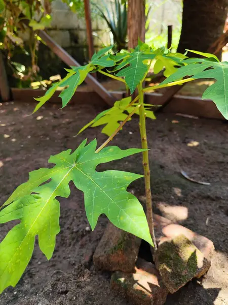 Canlı yeşil yaprakları olan genç bir papaya bitkisi güneş ışığının tadını çıkarıyor, topraklı topraktaki tuğlalarla destekleniyor, büyüme ve canlılık yayıyor..