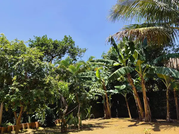 Güneşli bir günde canlı bir tropikal bahçe, bereketli muz ağaçları, palmiye ağaçları ve diğer yeşil yapraklarla berrak mavi gökyüzüne karşı, dingin ve ferahlatıcı bir doğal manzara yaratır..