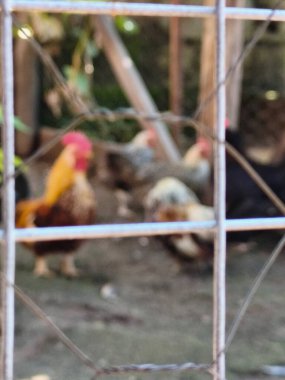 Etrafı tellerle çevrili bir tavuk kümesinin içindeki birkaç tavuğun bulanık görüntüsü, kırsal bir çiftlik ortamında doğal gölgeler ve toprak renkleri olan horozların bir karışımını gösteriyor..