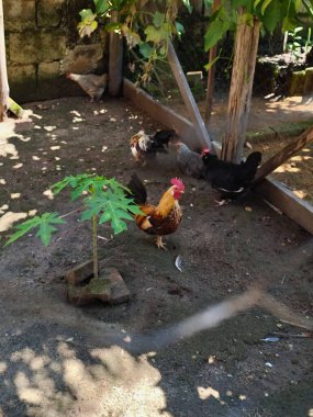 Renkli bir horozun bir kümeste gururla durduğu canlı bir kırsal manzara. Etrafı toprakla çevrili tavuklar ve çiftlik hayatının kırsal atmosferini gösteren papaya bitkisiyle dolu..