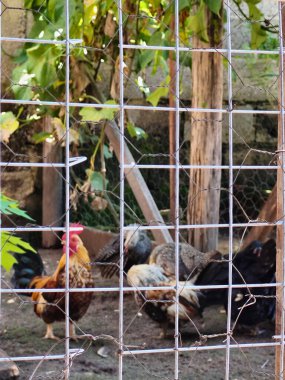 Çevrelerinde yeşil yeşillikler ve kırsal ahşap yapılar bulunan, çeşitli renklerde, tel örgülerle çevrili canlı bir horoz grubu kırsal bir çiftlik atmosferi yaratıyor..