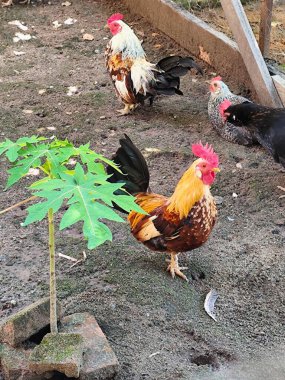 Renkli bir horozun bir kümeste gururla durduğu canlı bir kırsal manzara. Etrafı toprakla çevrili tavuklar ve çiftlik hayatının kırsal atmosferini gösteren papaya bitkisiyle dolu..