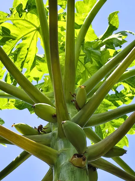 Açık mavi gökyüzünün altında yeşil meyveler ve yemyeşil yapraklarla dolu genç bir papaya ağacının havadan görünüşü renkli ve sakin bir ortamda tropikal bitkilerin canlı büyümesini ve doğal güzelliğini yakalıyor..