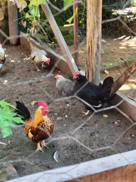 Orman ortamında canlı bir horoz da dahil olmak üzere bir kaç renkli tavuğu olan kırsal bir tavuk kümesi. Sahne, yaprakların arasından süzülen doğal güneş ışığı olan bir hayvan çiftliğini tasvir ediyor..