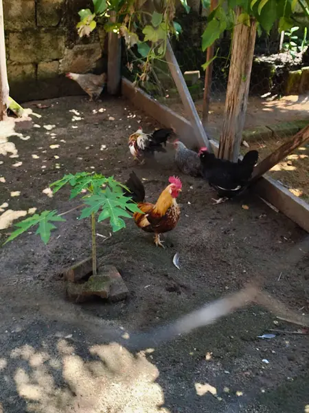 Renkli bir horozun bir kümeste gururla durduğu canlı bir kırsal manzara. Etrafı toprakla çevrili tavuklar ve çiftlik hayatının kırsal atmosferini gösteren papaya bitkisiyle dolu..