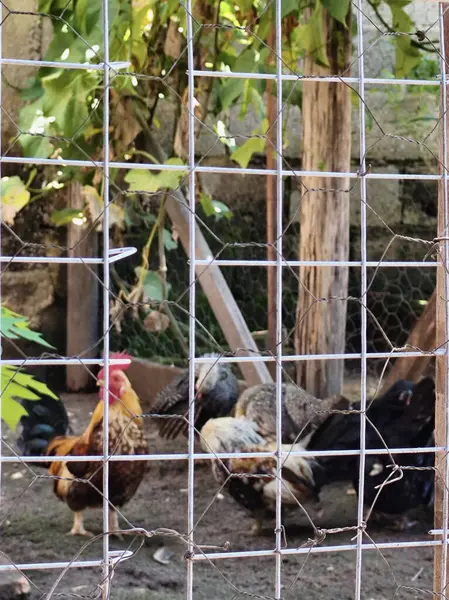 Çevrelerinde yeşil yeşillikler ve kırsal ahşap yapılar bulunan, çeşitli renklerde, tel örgülerle çevrili canlı bir horoz grubu kırsal bir çiftlik atmosferi yaratıyor..