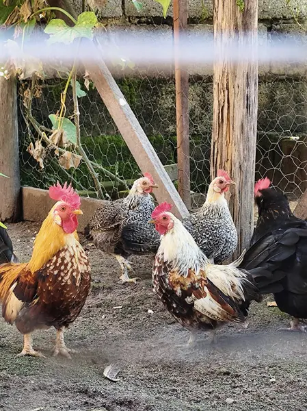 Kümesteki çeşitli tavukların canlı bir sahnesi. Kırmızı, beyaz ve siyah tonlarını da içeren canlı tüy renkleriyle. Görüntü, tel örgülü bir çiftlik ortamının kırsal çekiciliğini yakalıyor..