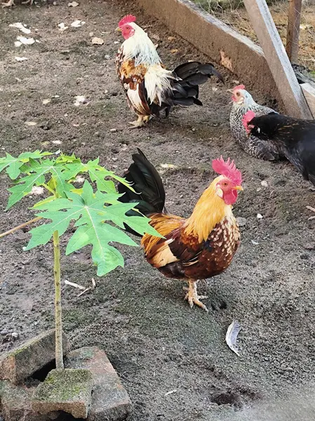 Renkli bir horozun bir kümeste gururla durduğu canlı bir kırsal manzara. Etrafı toprakla çevrili tavuklar ve çiftlik hayatının kırsal atmosferini gösteren papaya bitkisiyle dolu..