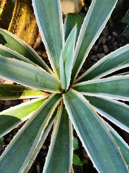 Kalın, dikenli yaprakları olan yemyeşil sulu bir bitkinin tepeden aşağı perspektifi karanlık çakıl arka planına karşı simetrik desen sergiliyor, güneş ışığıyla aydınlatılıyor..