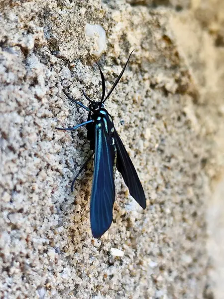 Siyah ve mavi kanatlı bir böceğin ayrıntılı görüntüsü sert dokulu taş duvar yüzeyine tünemiş hassas kanatlarını ve parlak vücudunu taşın doğal toprak tonlarına karşı sergiliyor..