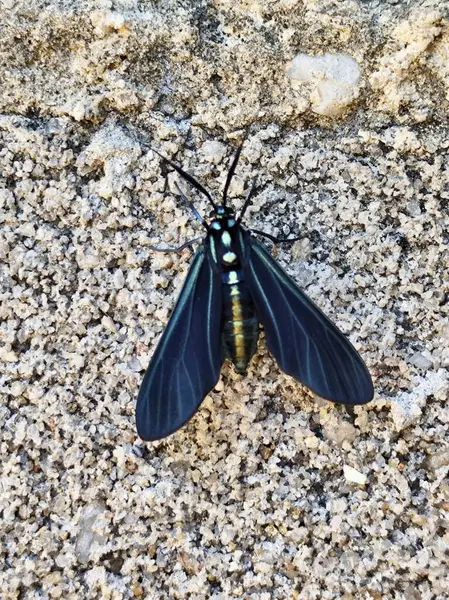 Çarpıcı simetrik kanat desenleri olan siyah bir güve ve ve metalik bir parıltı desenli kumlu bir yüzeye düşer. Karmaşık doğal güzelliğini engebeli bir zemine vurgular..