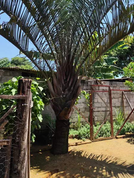 Berrak mavi bir gökyüzünün altında yüksek bir palmiye ağacı olan sakin bir arka bahçe, kırsal bir çit ve canlı yeşil yapraklarla çevrili, tropikal bir vaha atmosferi sağlıyor..