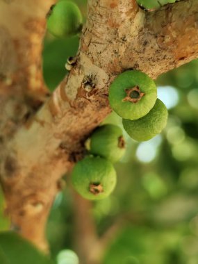 Jabuticaba ya da jaboticaba, Mirtaceae familyasından Brezilya 'ya özgü bir meyve ağacı olan jaboticabeira veya jabuticabeira meyvesidir. Onlar Güney Amerika 'nın yerlileri..