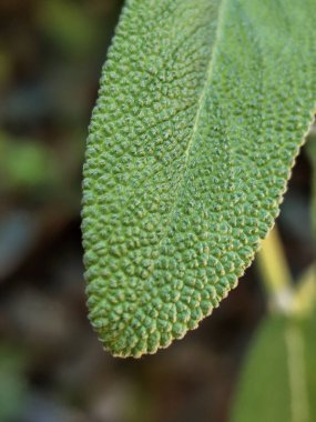 Canlı yeşil yaprağın büyüleyici dokusunu ve pürüzlü yüzeyini vurgulayan, bitkinin doğal güzelliğini ve karmaşık detaylarını yakalayan bir adaçayının yakın plan görüntüsü..