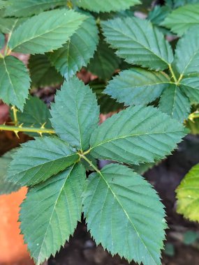 Yakın plan taze ahududu yeşil yaprakları. Detaylı desenli, doğal ışıklandırılmış.