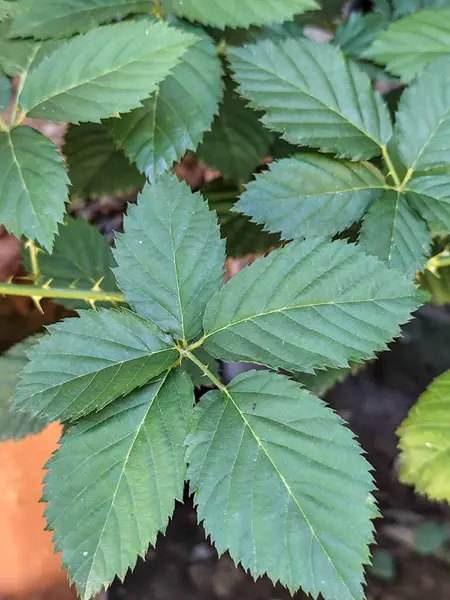 Yakın plan taze ahududu yeşil yaprakları. Detaylı desenli, doğal ışıklandırılmış.