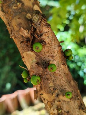 Jabuticaba ya da jaboticaba, Mirtaceae familyasından Brezilya 'ya özgü bir meyve ağacı olan jaboticabeira veya jabuticabeira meyvesidir. Onlar Güney Amerika 'nın yerlileri..