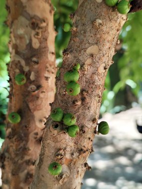 Jabuticaba ya da jaboticaba, Mirtaceae familyasından Brezilya 'ya özgü bir meyve ağacı olan jaboticabeira veya jabuticabeira meyvesidir. Onlar Güney Amerika 'nın yerlileri..