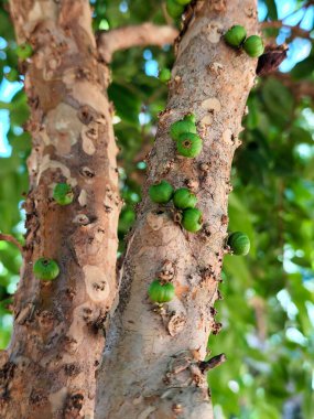 Jabuticaba ya da jaboticaba, Mirtaceae familyasından Brezilya 'ya özgü bir meyve ağacı olan jaboticabeira veya jabuticabeira meyvesidir. Onlar Güney Amerika 'nın yerlileri..