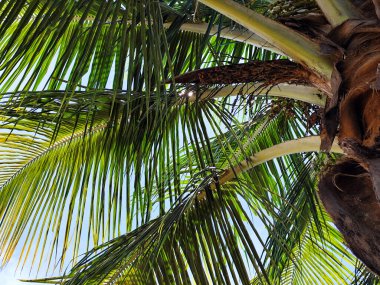 Berrak mavi gökyüzüne uzanan yemyeşil palmiye yaprakları tropikal doğanın canlı özünü ve güneşli havayı yakalıyor.. 