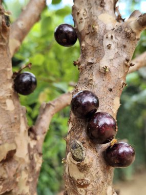 Jabuticaba ya da jaboticaba, Mirtaceae familyasından Brezilya 'ya özgü bir meyve ağacı olan jaboticabeira veya jabuticabeira meyvesidir. Onlar Güney Amerika 'nın yerlileri..