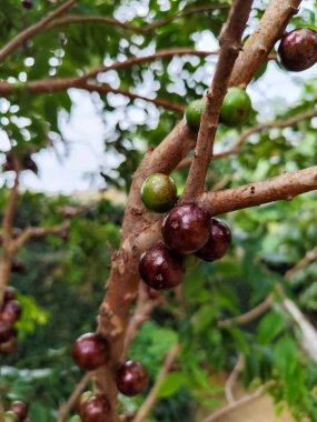 Jabuticaba ya da jaboticaba, Mirtaceae familyasından Brezilya 'ya özgü bir meyve ağacı olan jaboticabeira veya jabuticabeira meyvesidir. Onlar Güney Amerika 'nın yerlileri..