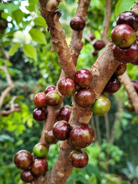 Jabuticaba ya da jaboticaba, Mirtaceae familyasından Brezilya 'ya özgü bir meyve ağacı olan jaboticabeira veya jabuticabeira meyvesidir. Onlar Güney Amerika 'nın yerlileri..