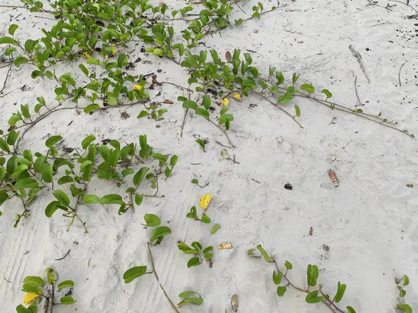 Bereketli yeşil bitki örtüsü, parlak yapraklar ve sarı çiçeklerle plajın beyaz kumları üzerine yayılır. Huzur ve doğal manzarayı noktalar..