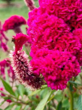 Celosia cristata L ya da kırmızı horoz tarağı çiçeği Bahçede yeşil yapraklı güneş ışığı.