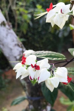 Clerodendrum thomsoniae (veya kanayan kalp sarmaşığı), kırmızı ve beyaz çiçekleri olan hızlı büyüyen bir tırmanıcıdır. Sıcak iklimlerde gelişir ve tozlaştırıcıları çeker..