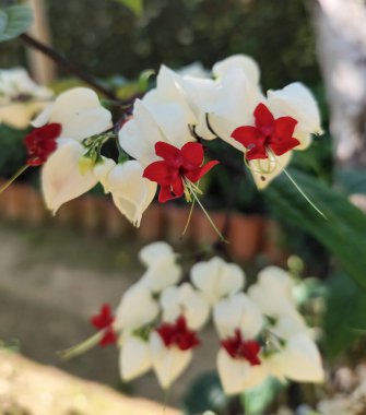 Clerodendrum thomsoniae (veya kanayan kalp sarmaşığı), kırmızı ve beyaz çiçekleri olan hızlı büyüyen bir tırmanıcıdır. Sıcak iklimlerde gelişir ve tozlaştırıcıları çeker..