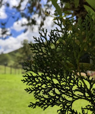 Batı Thuja ağacı Thuja 'nın taze yeşil dallarına yakın çekim, düz spreyler halinde dizilmiş yoğun ve ölçekli yapraklarını sergiliyor..