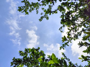 Mavi gökyüzünün büyüleyici bir görüntüsü, canlı yeşil ağaç yapraklarıyla çerçevelenmiş, beyaz bulutlar nazikçe arka planda yüzüyor, doğada bir huzur ve sükunet hissi yayıyor..