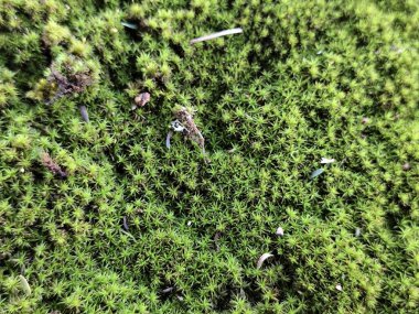 Yoğun yeşil yosun örtüsünün ilginç bir yakın çekimi, narin dokuyu ve küçük iç içe geçmiş yaprakların çeşitli şekillerini gösteriyor, doğal ve sakin bir sahne yaratıyor..