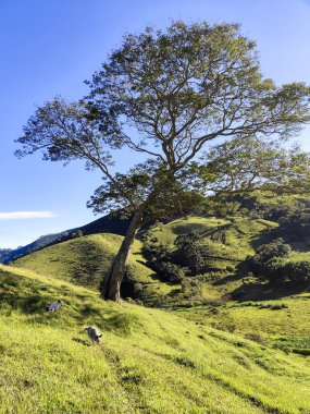 Görkemli yalnız bir ağaç, yemyeşil bir tarlayla çevrili, beyaz bulutlu mavi bir gökyüzüne karşı duruyor..