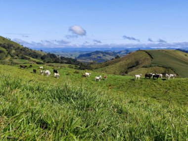 Yumuşak tepeleri ve açık mavi gökyüzü olan yeşil bir manzaranın güzel manzarası..